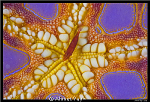 Partner shrimp under the sea star... by Ahmet Yay 